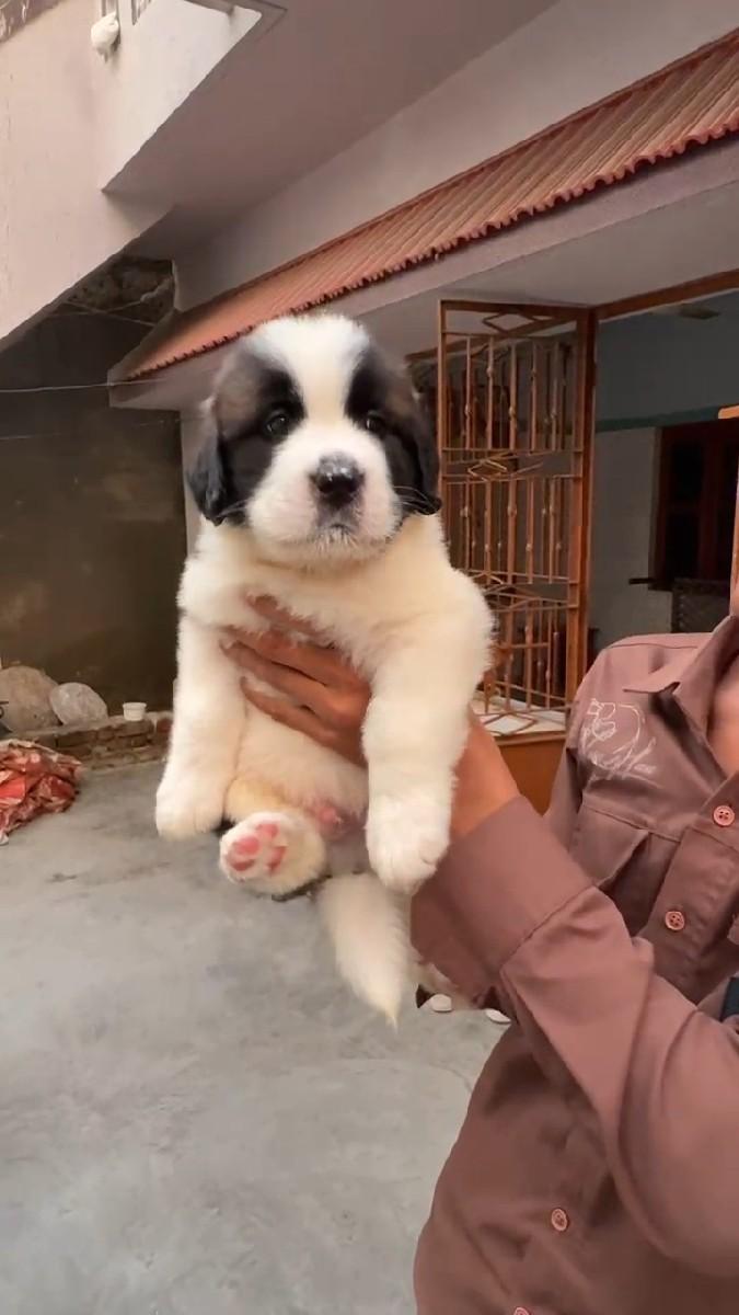 થંબનેલ 3