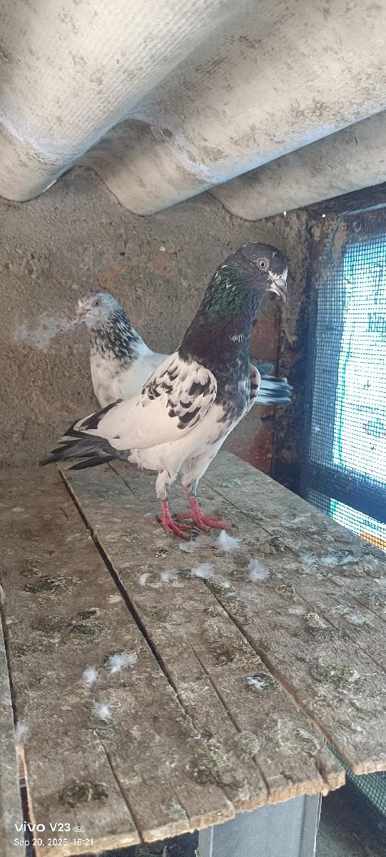 થંબનેલ 2