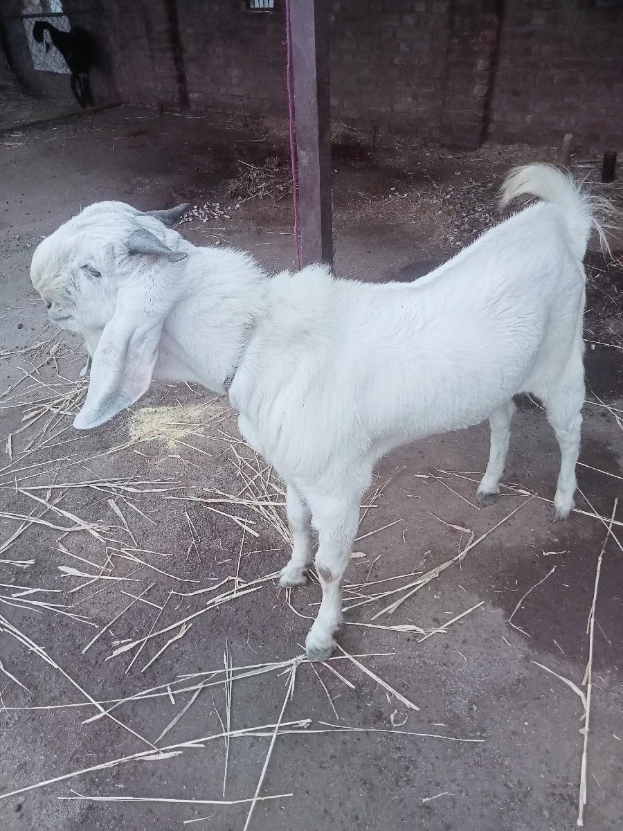 બોકરો વેચવા નો છે