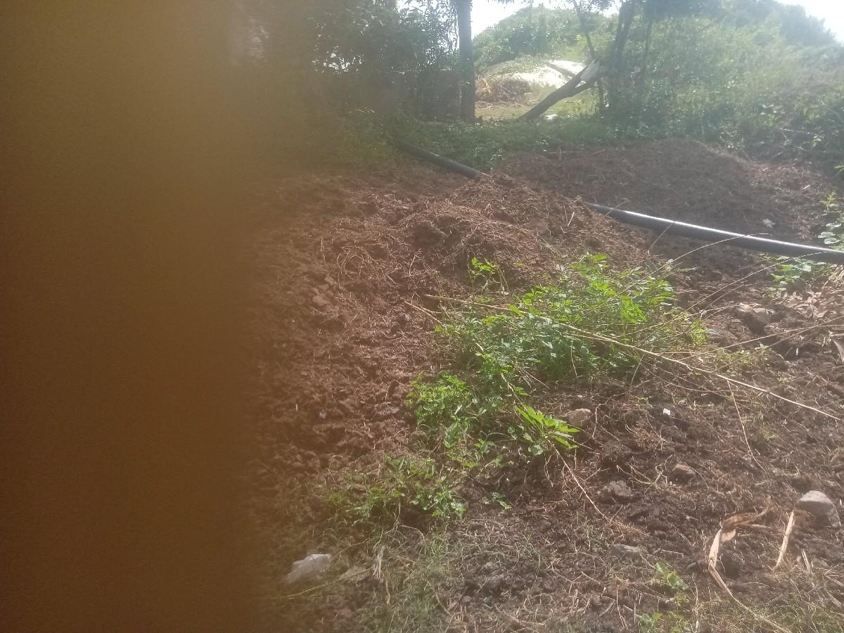 વાડી વિસ્તાર છે