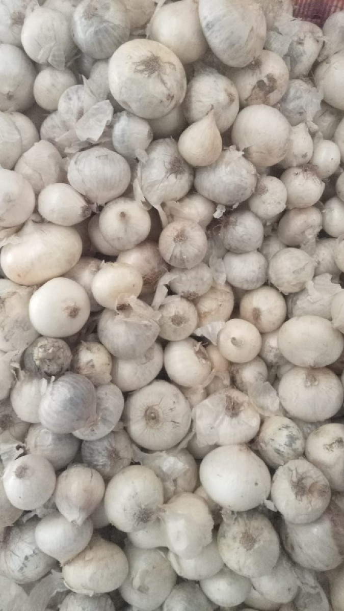 ડુંગળી બિયારણ