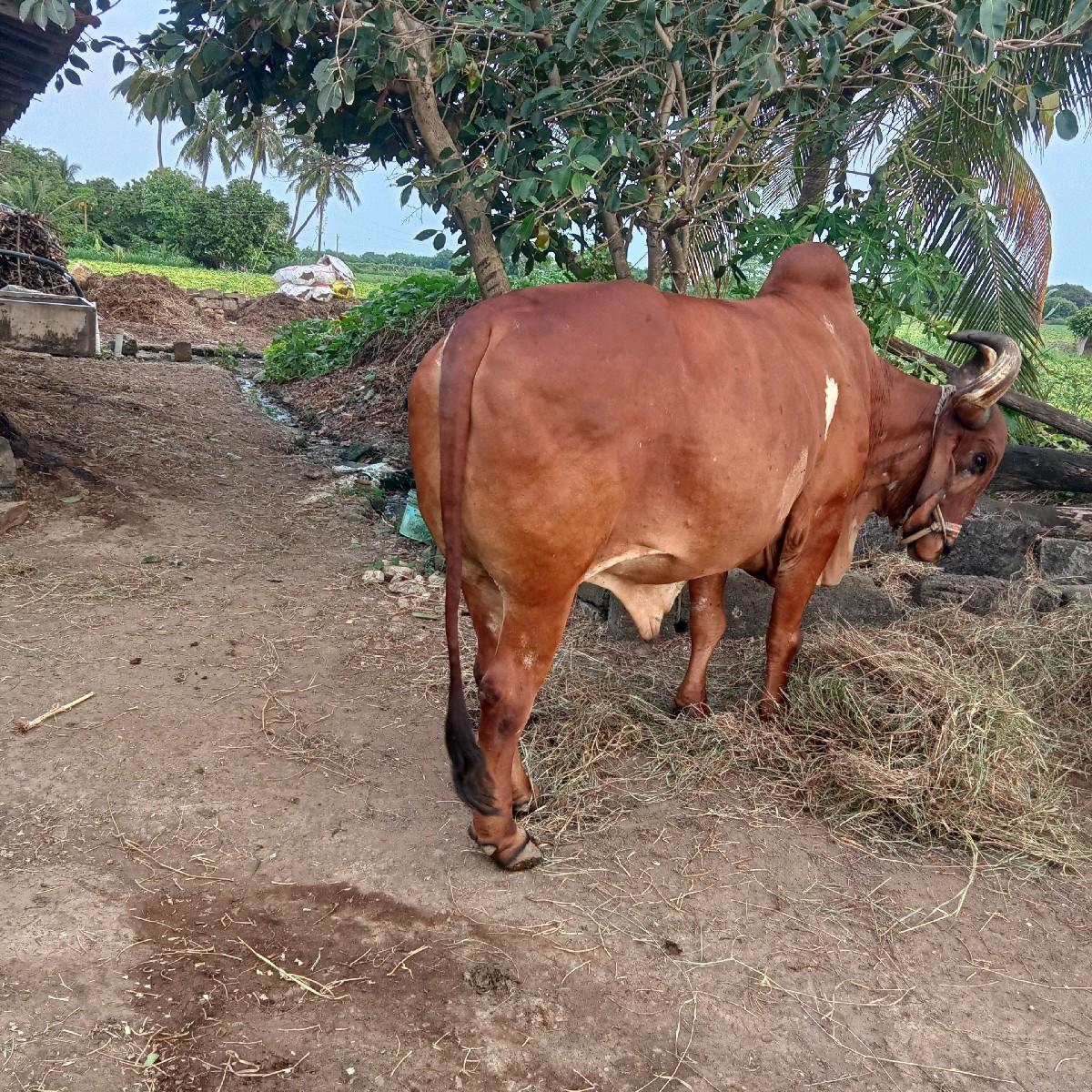 થંબનેલ 2