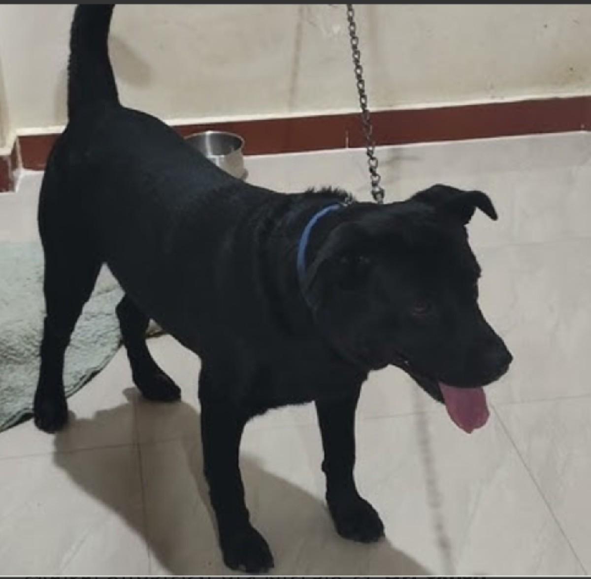 આકુતરાનુ સાટુકરવાનુછે સામે