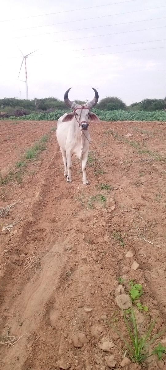 આ ગોદલો આપવાનો છે. હાલતો છે.