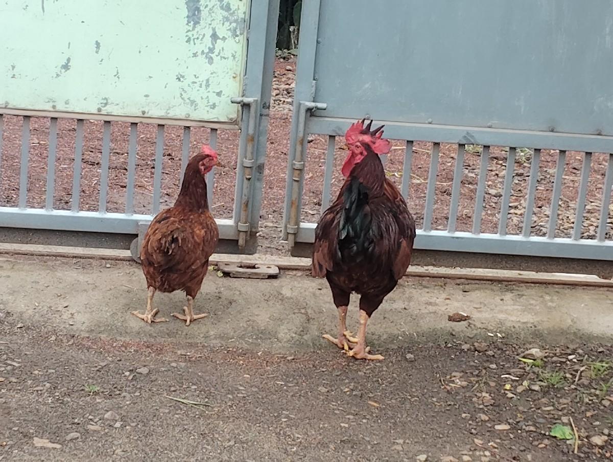 મરઘાં  વેચવાનું છે