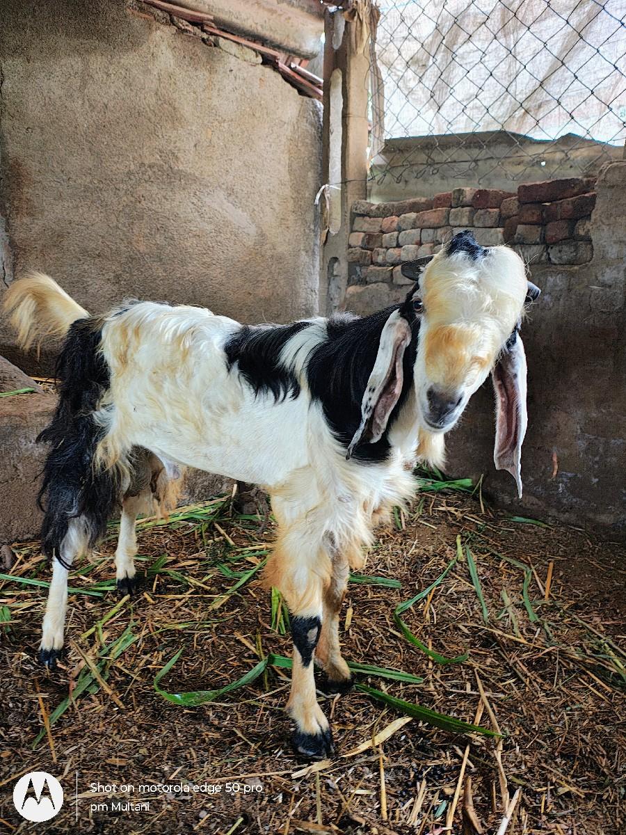 2 પોપટ બોકડા વેચવા ના છે