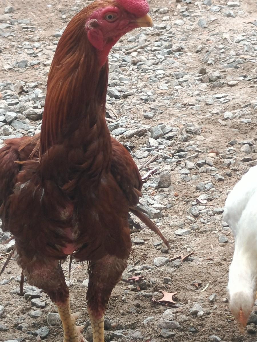 थंबनेल 3