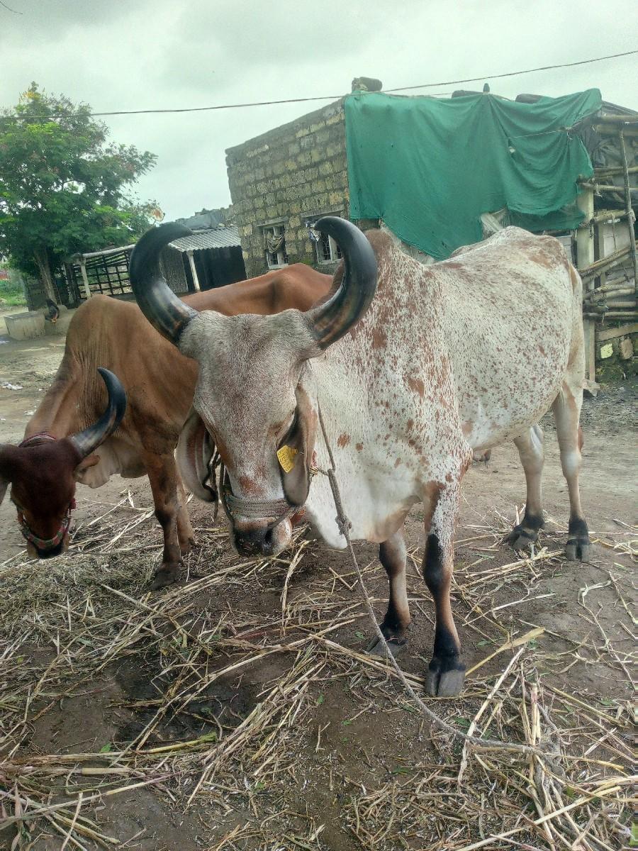 थंबनेल 3