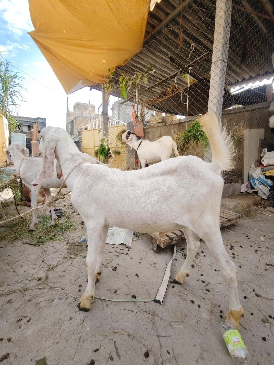 थंबनेल 2