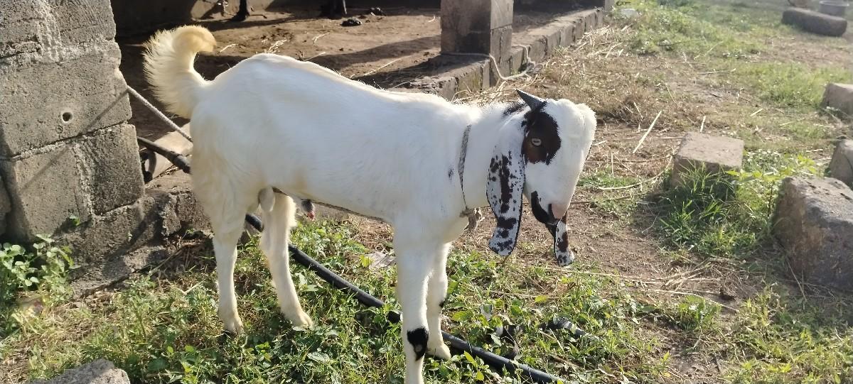 બકરો વેચવાનો છે