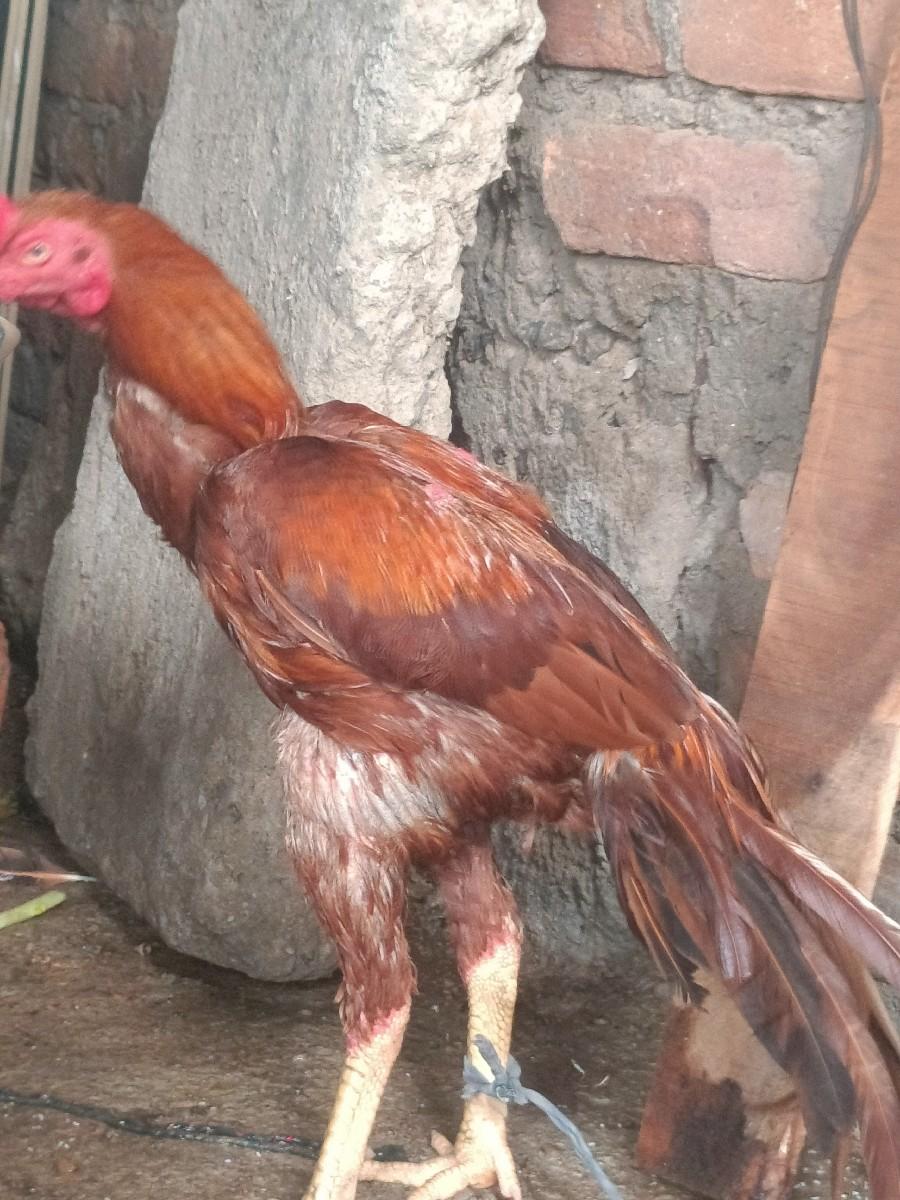 थंबनेल 4