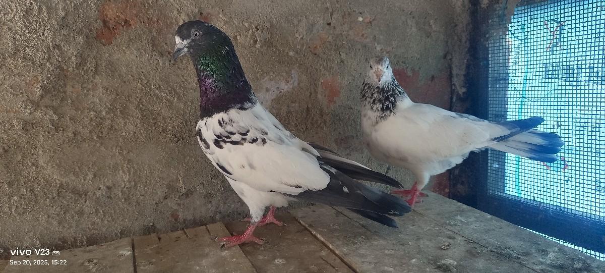 થંબનેલ 3