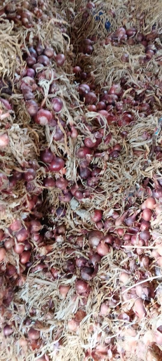 ડુંગળી ની કાંજી