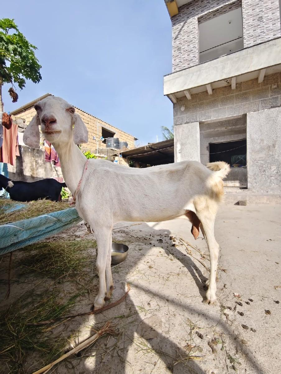 2 બકરા 1 બકરી વેચવાની છે