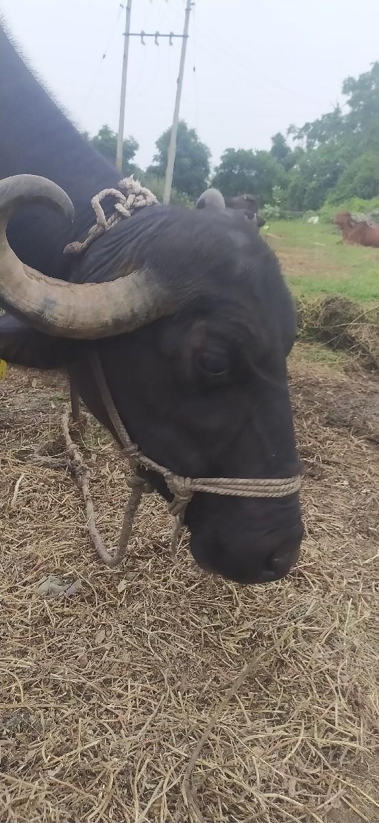 થંબનેલ 3