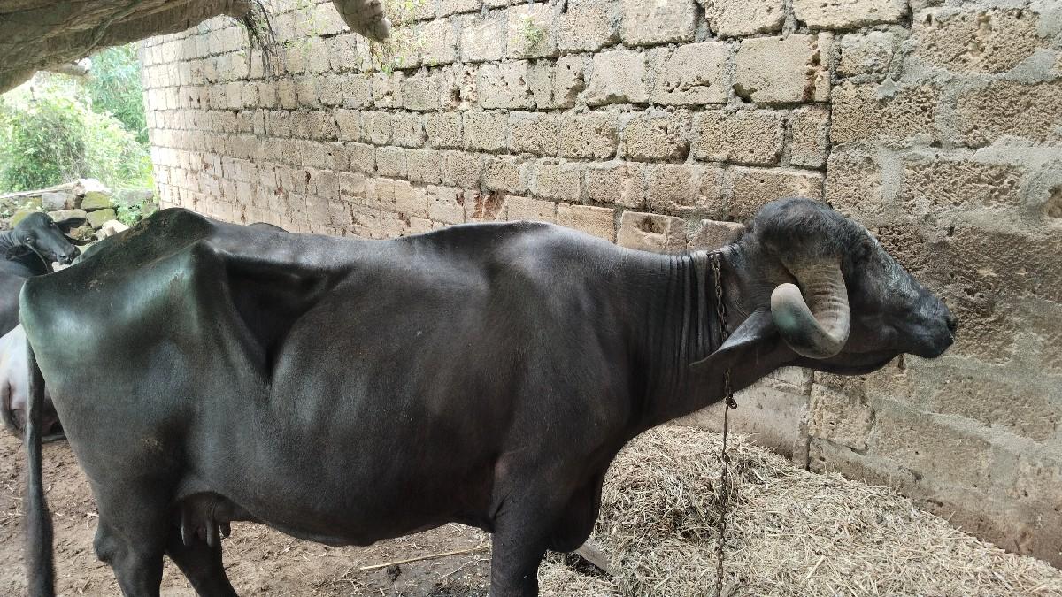 थंबनेल 3