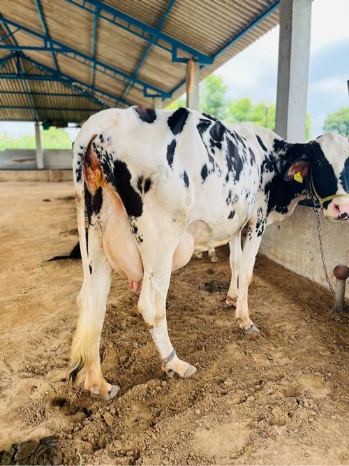 ગાય વેચવાની છે 10 લિટર