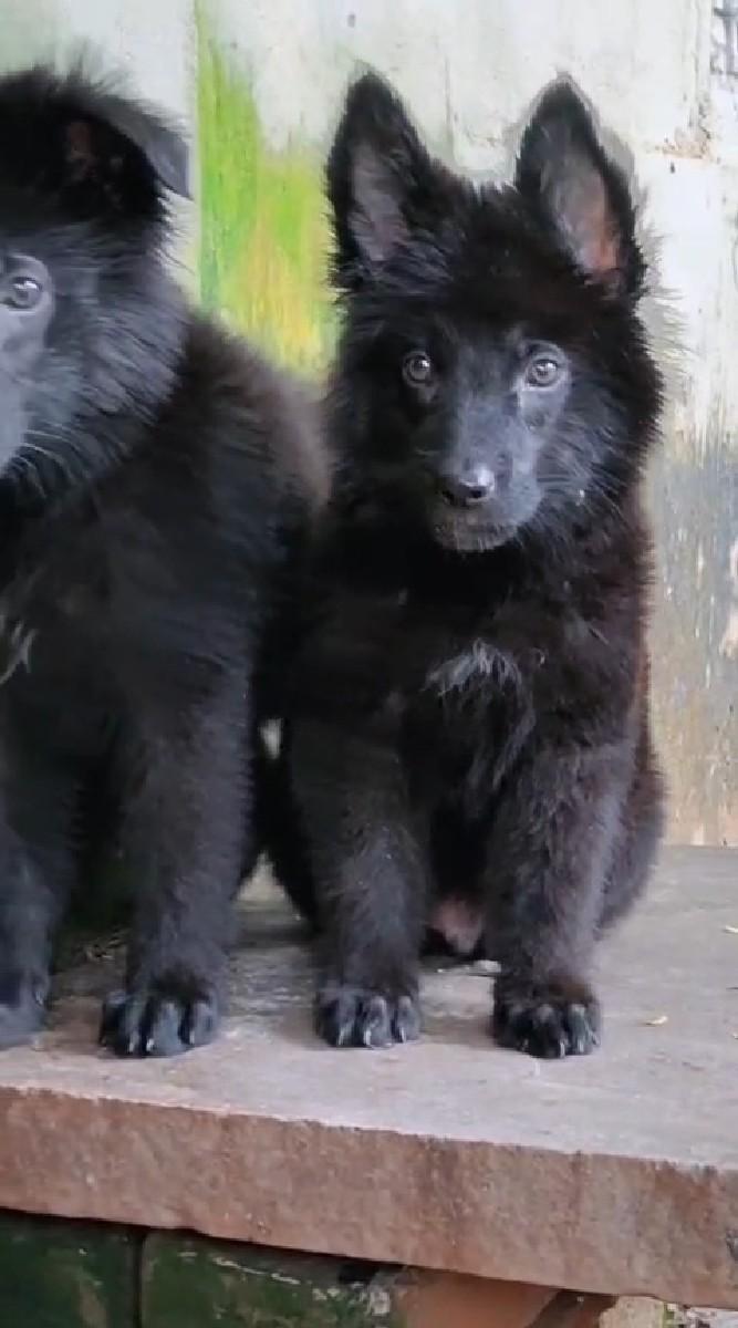 z black jaraman sefad