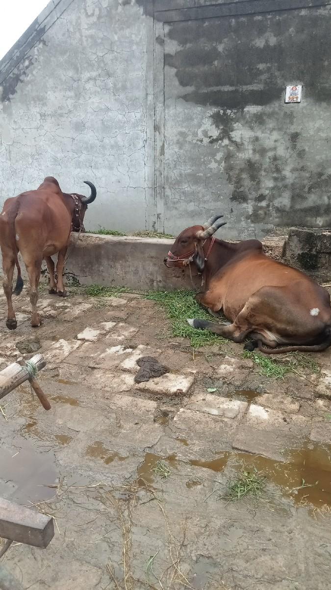 બેરેજ ગામ