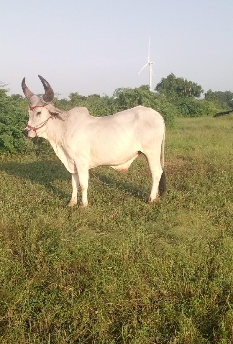 એક વાવણી કરેલ જાંબો જોઈ સાટા મા