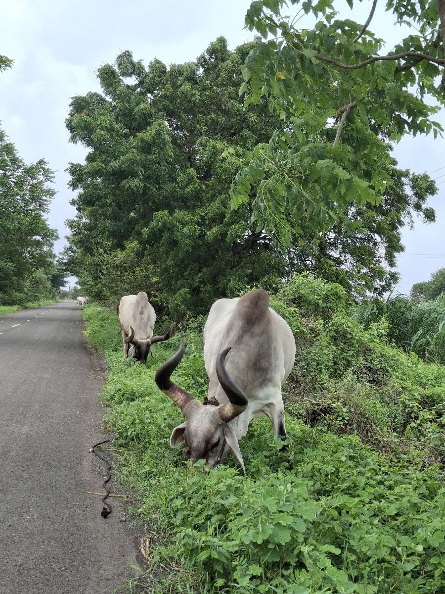 બળદ વેચવાના છે