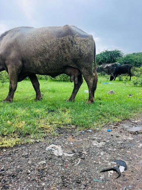 Bhuri bhesh vechvani che