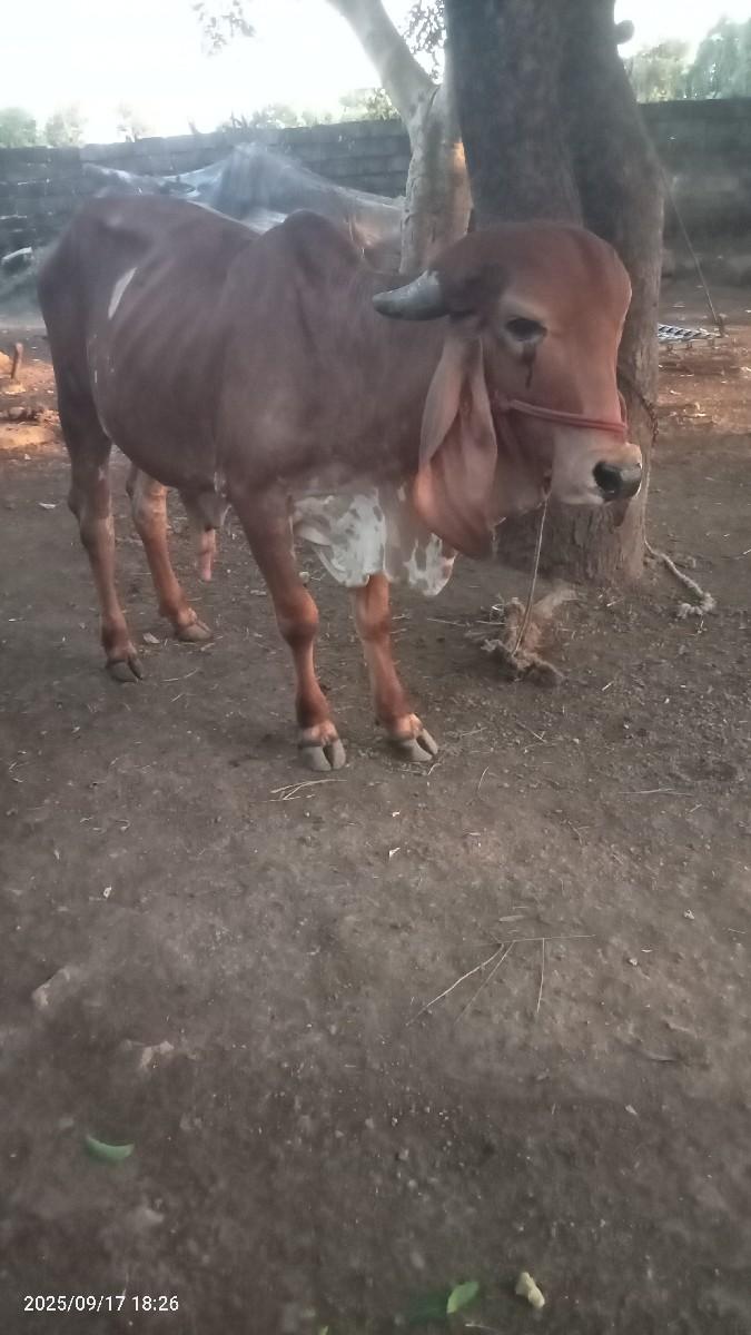 બળદ વેચવાનો છે