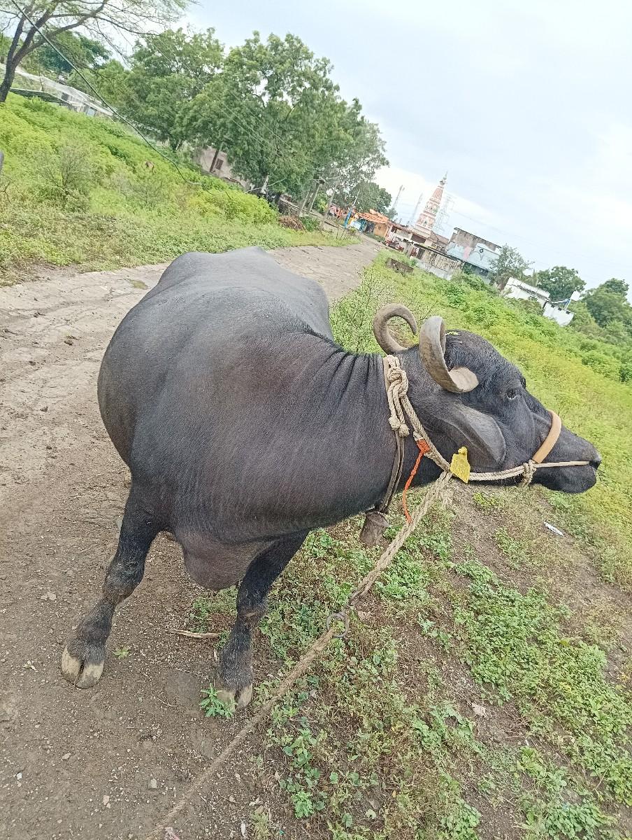 मुऱ्हा  म्हेस विकणे आहे,