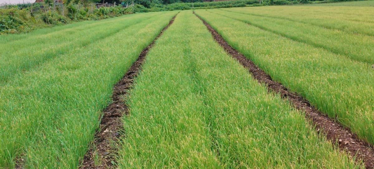 પંચગંગા લાલ રોપ