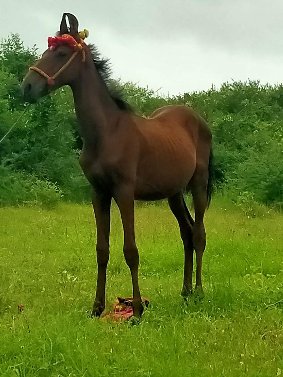 થંબનેલ 3