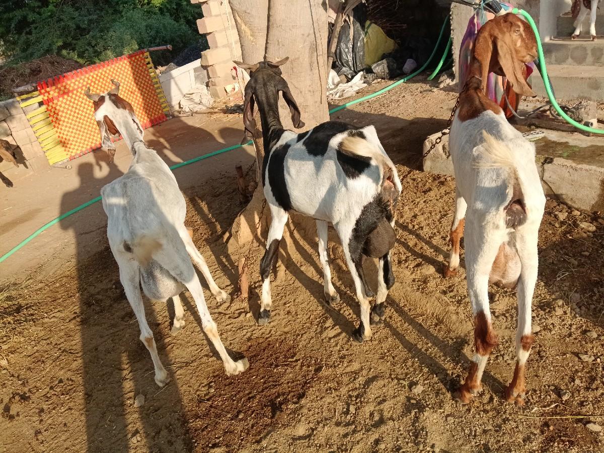 થંબનેલ 3