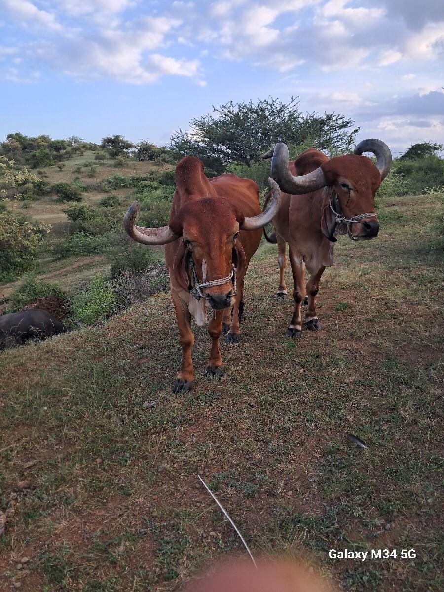 થંબનેલ 2