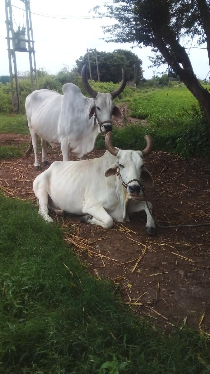 બળદ વેચવાના છે