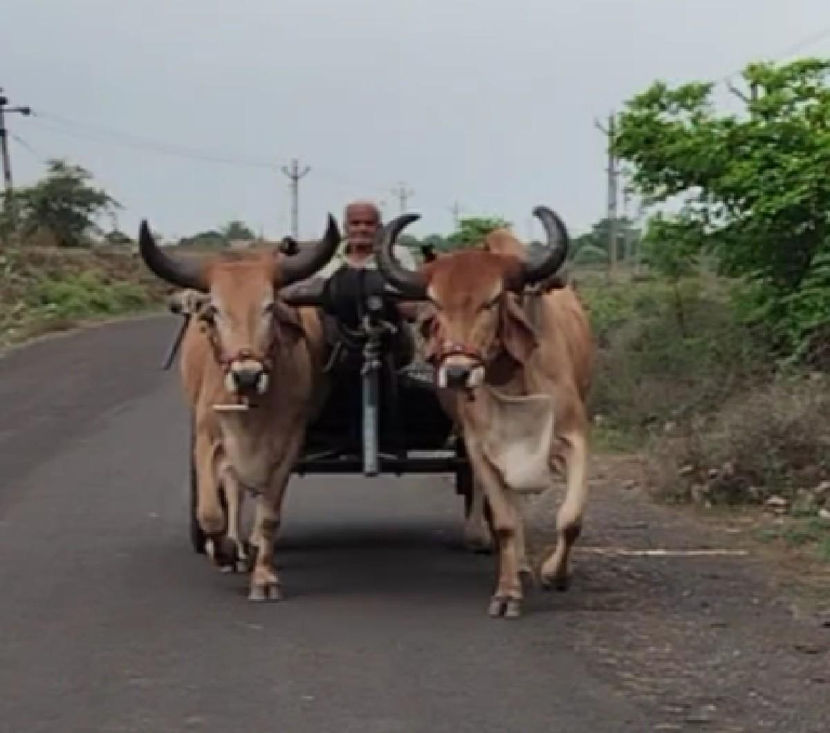 બળદ વેચવાના છે