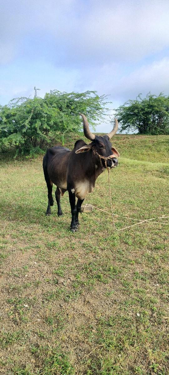 થંબનેલ 2