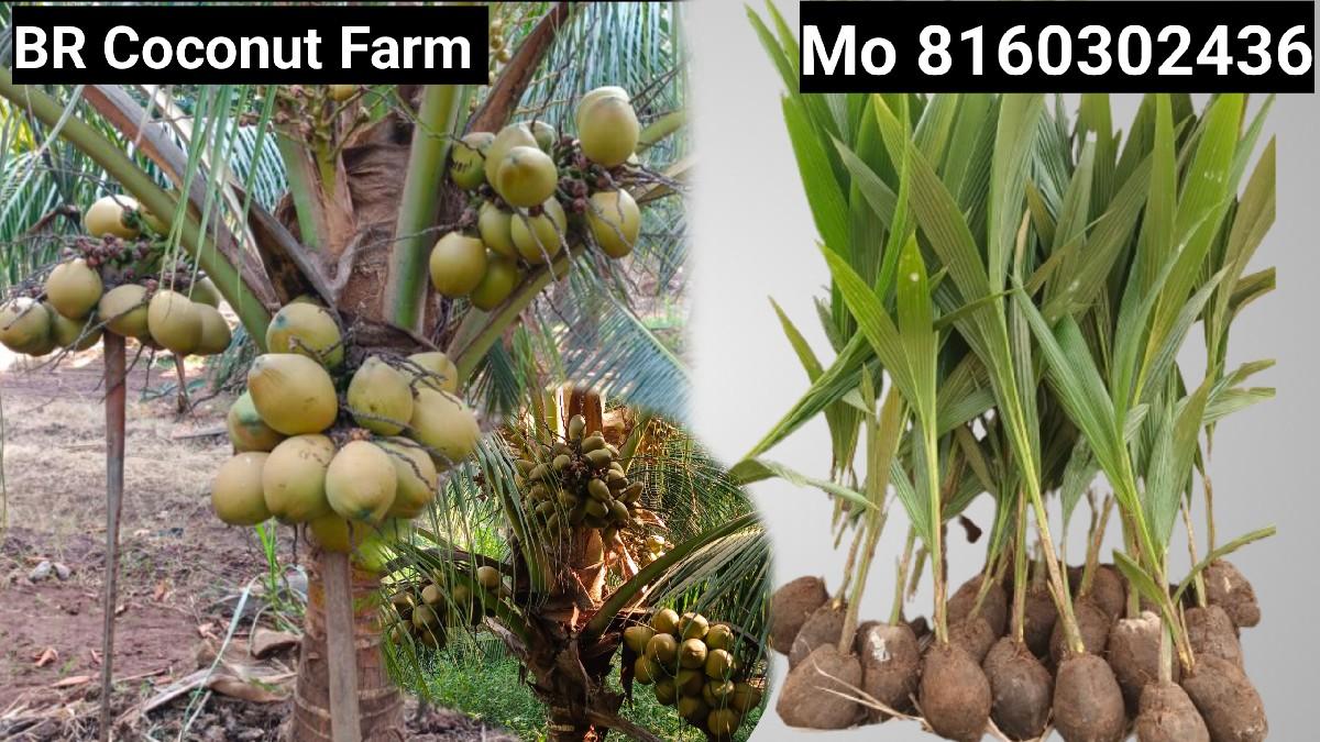 ઓરીજનલ લોટન નારીયેળ ના રોપા