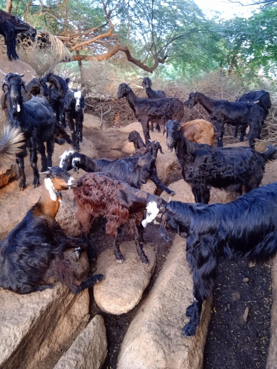 થંબનેલ 3