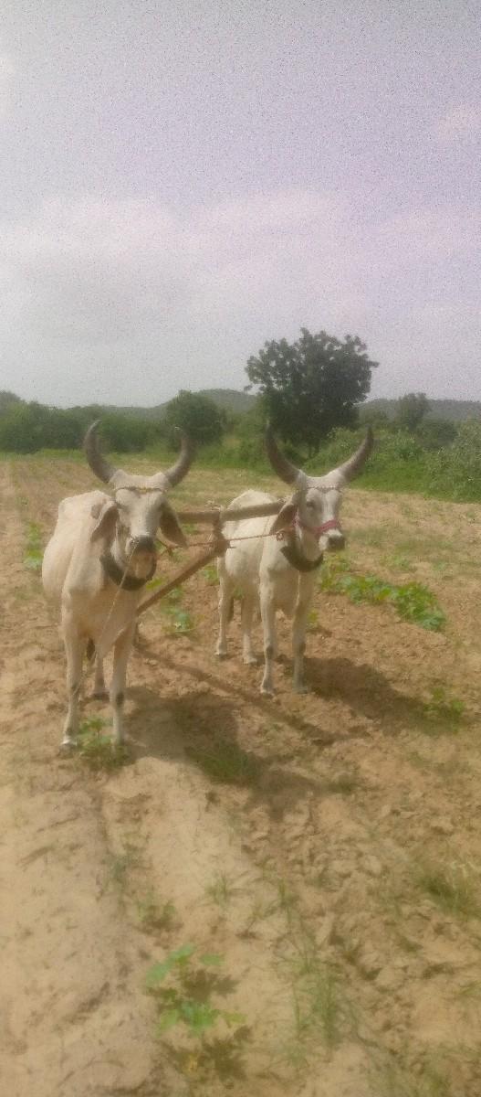 ૧૦ બળદ વહેંચવાના છે કરછ મા છે