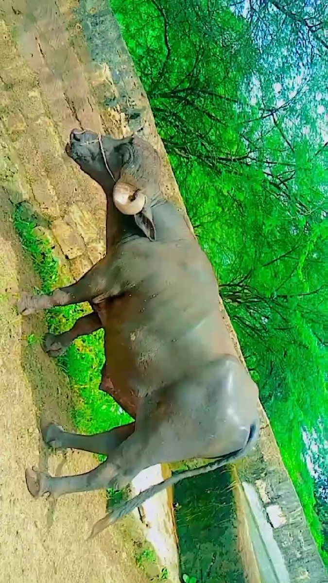 થંબનેલ 3