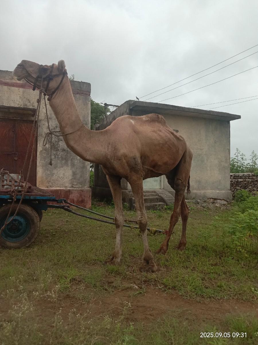 સાંઢીયો વેચવાનો છે