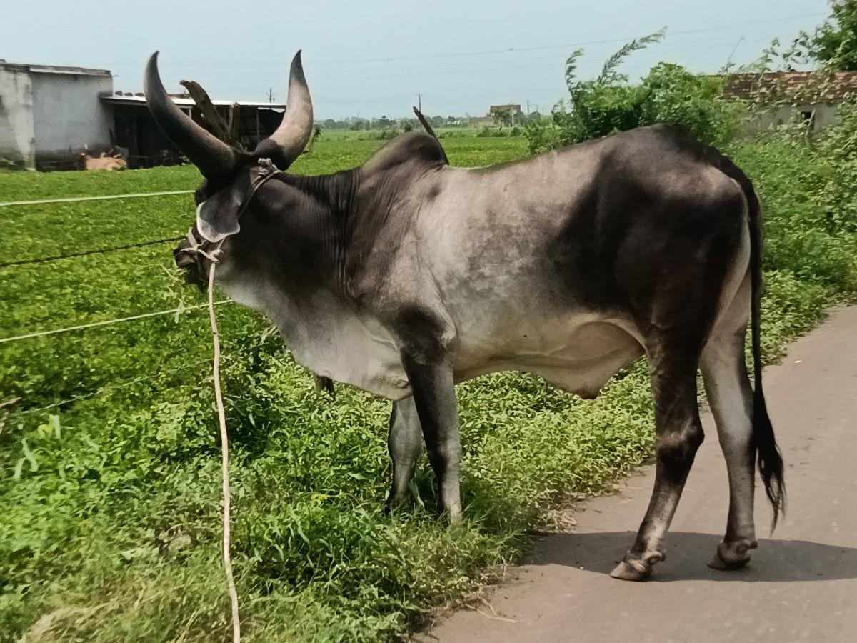 थंबनेल 2