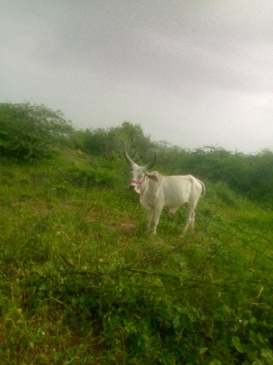 थंबनेल 2