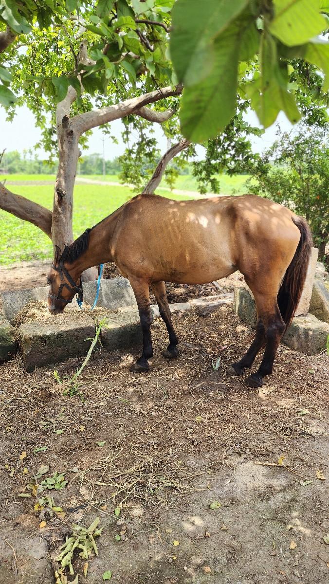 kada kuda ni kaydi ghodi devani