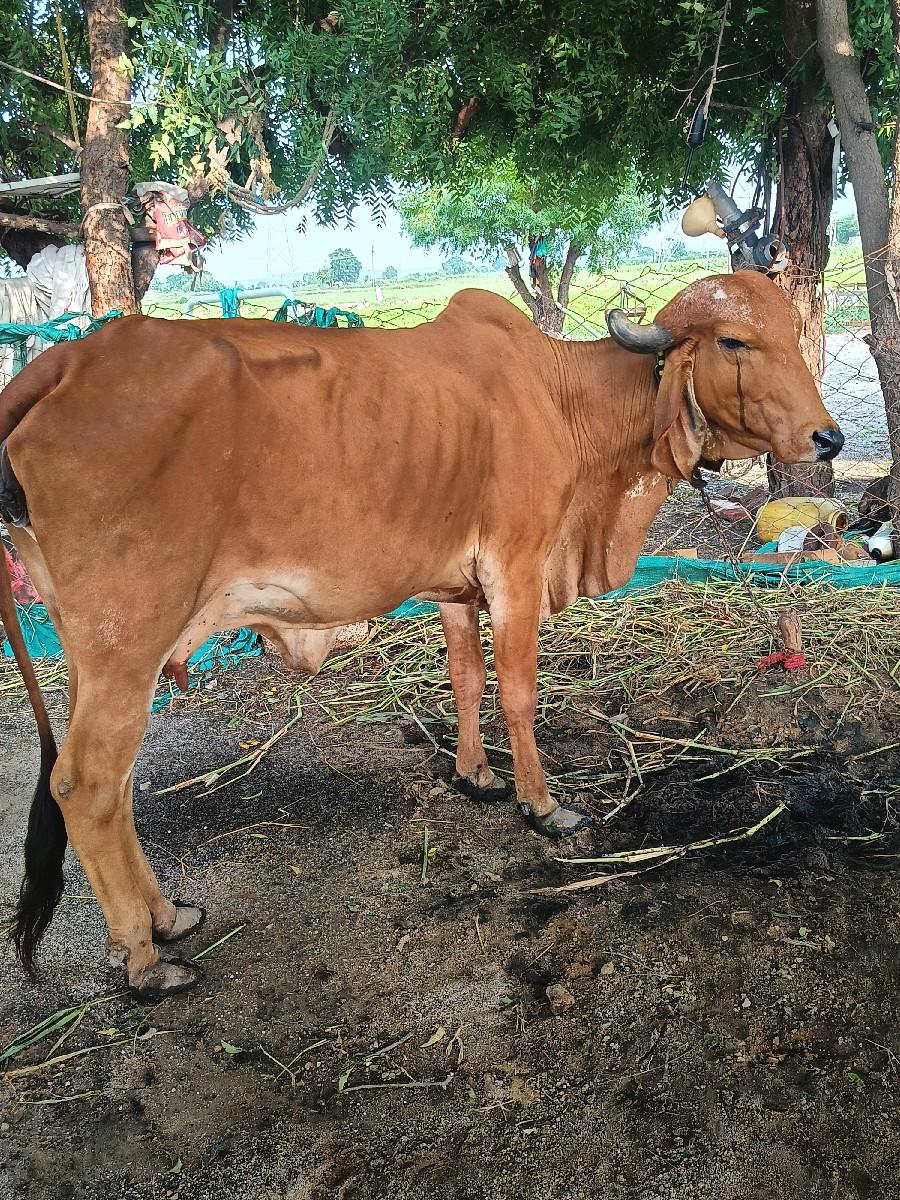 ગીર ગાય વેચવાની છે
