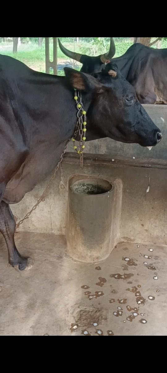 ગાય વેચવાની છે