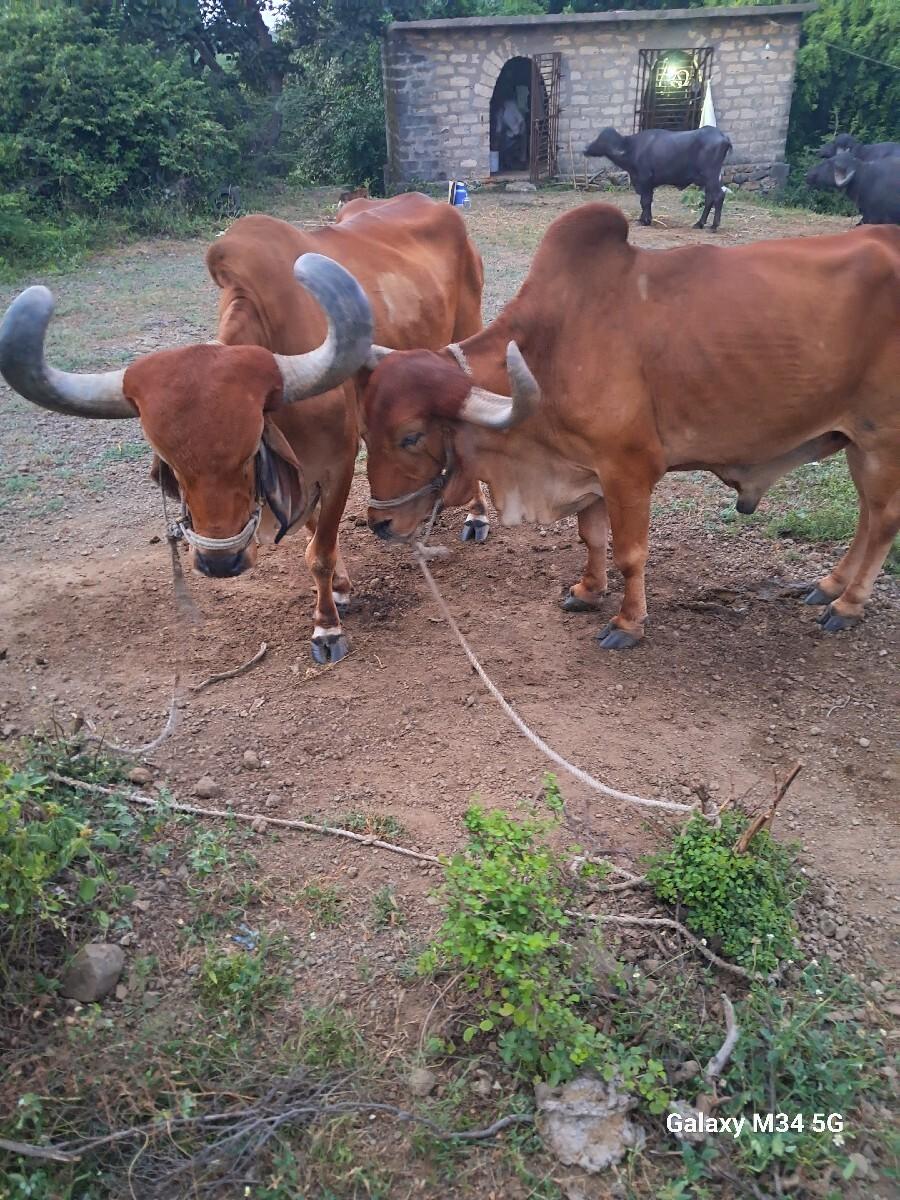 થંબનેલ 3