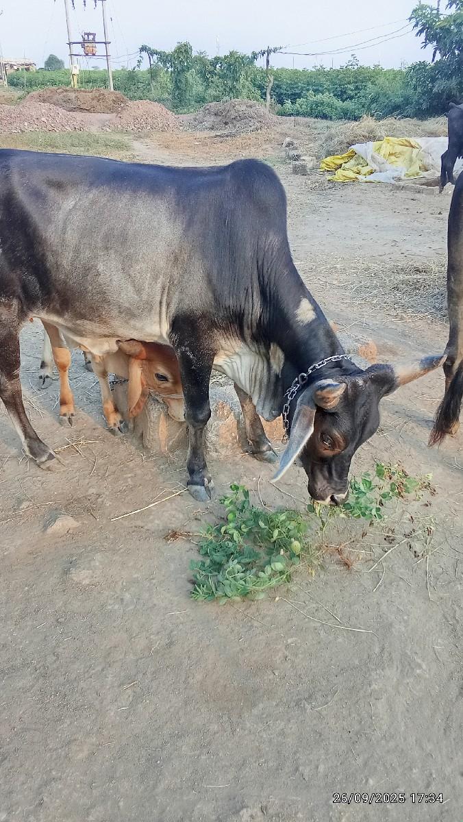 હોડકિ વેચવાની સે