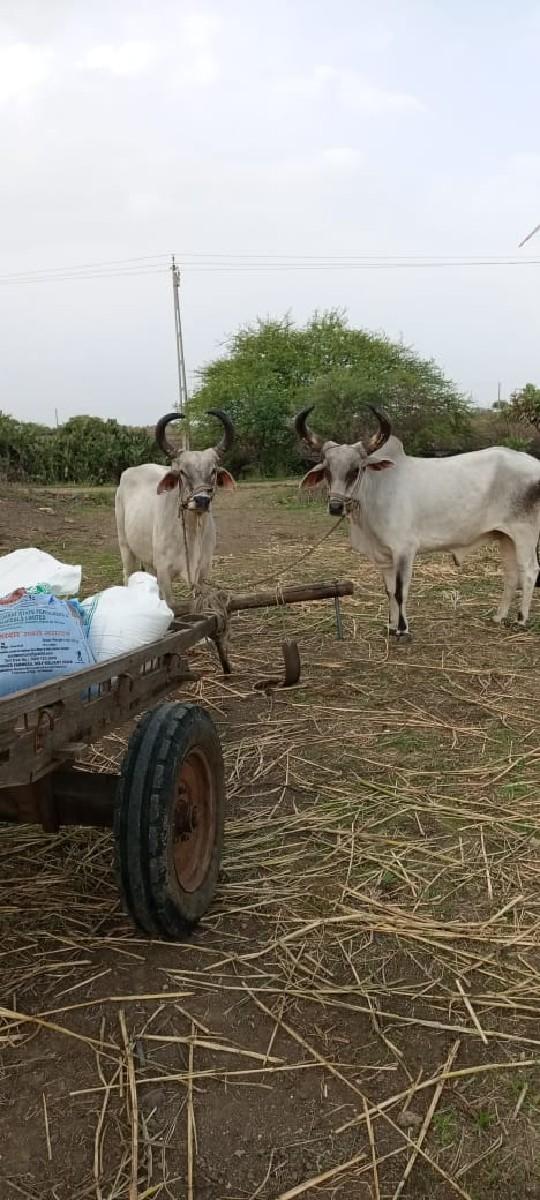 Biji vavni    Badhi jvabadari