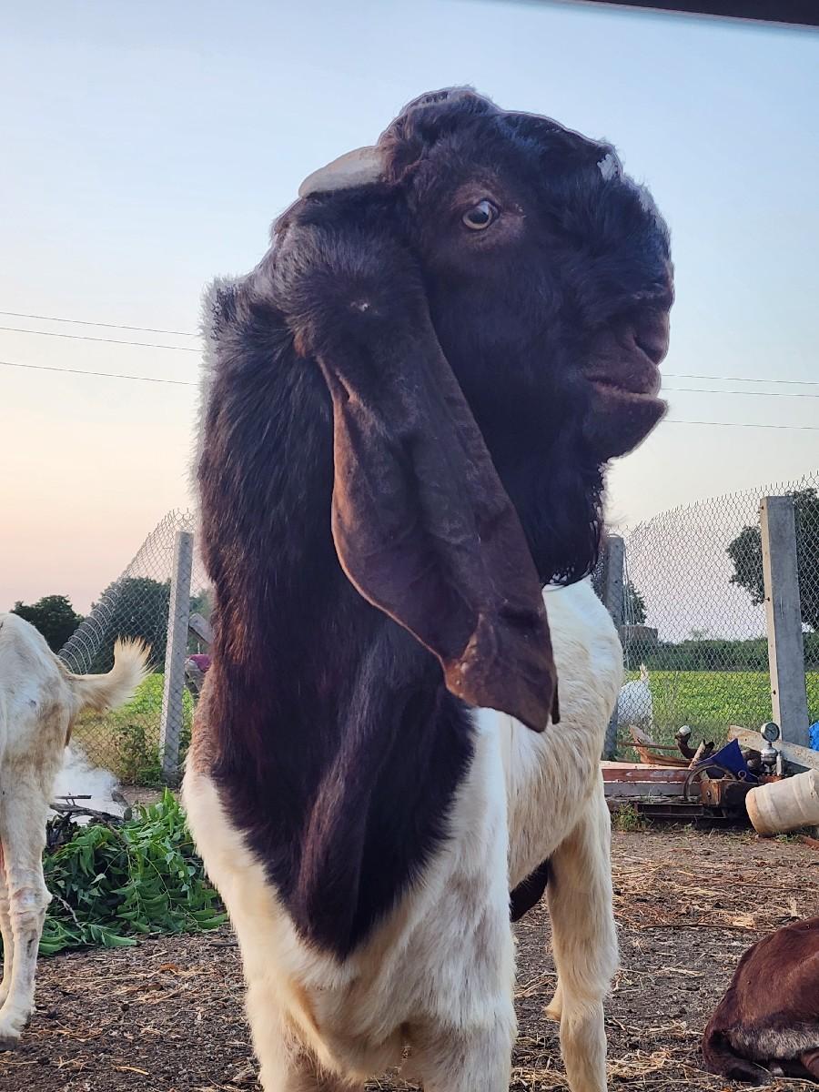 સાટા કરવા છે ઓરીઝનલ ગુલાબી સાથે