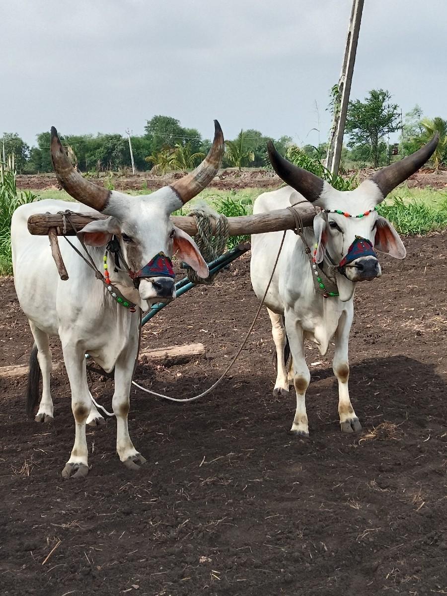 બળદની જોડ